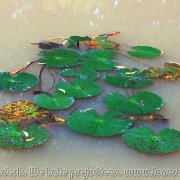 BHAWAL NATIONAL PARK 06